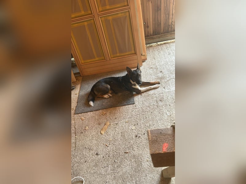 Barneby ❤️ - kleiner Pechvogel mit großem Herz sucht sein Für-immer-Zuhause