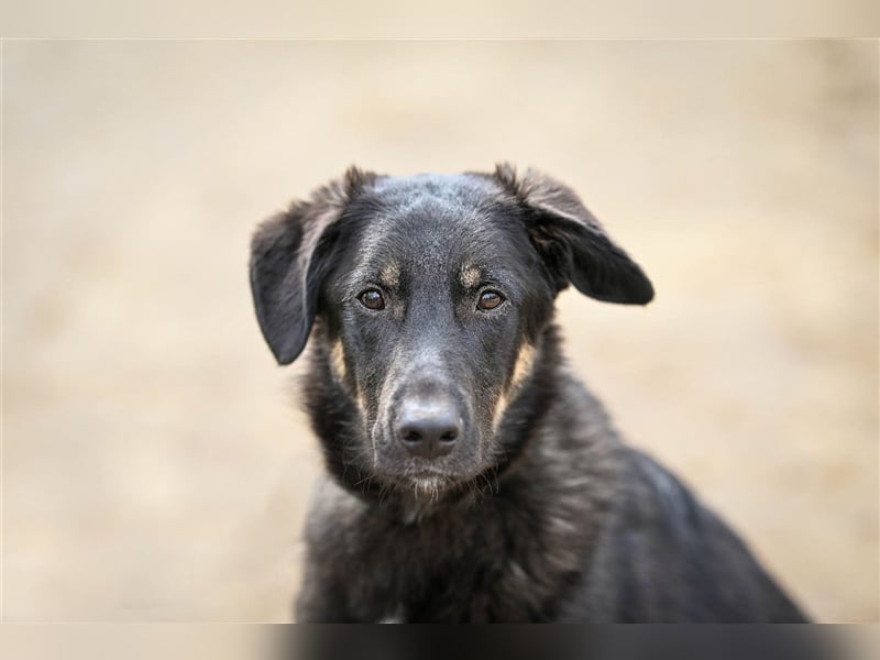 Tierheimhund Simba❤️sucht sein Zuhause