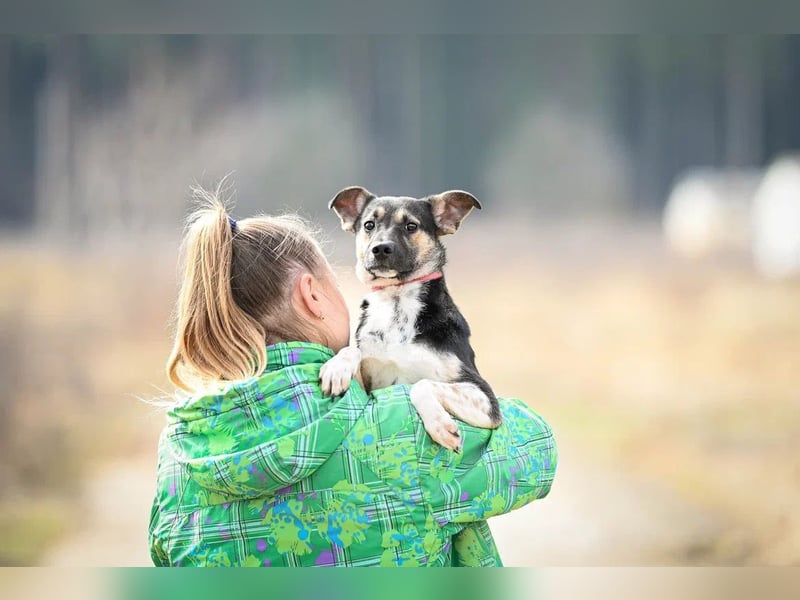Kleiner Tierschutzhund Johnny❤️(2 J.) sucht Pflege- oder Endstelle