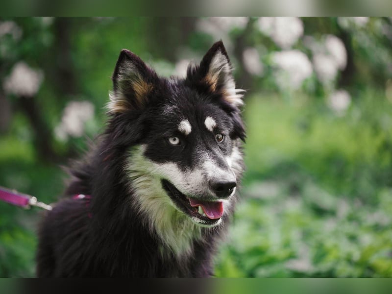 Bezaubernder Tierschutzhund Artek❤️sucht Pflege- oder Endstelle in liebevollem Zuhause