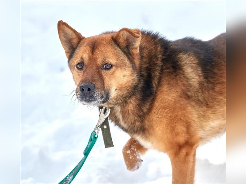 Bobby ❤️ menschenbezogenes Dreibeinchen sucht seine Menschen