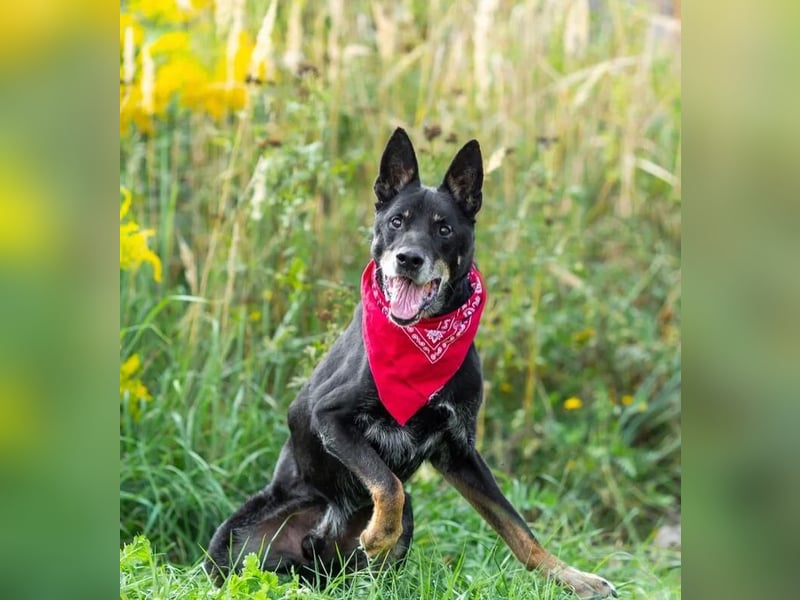 Misha ❤️ Hundeopi mit schwerem Schicksal sucht Geborgenheit