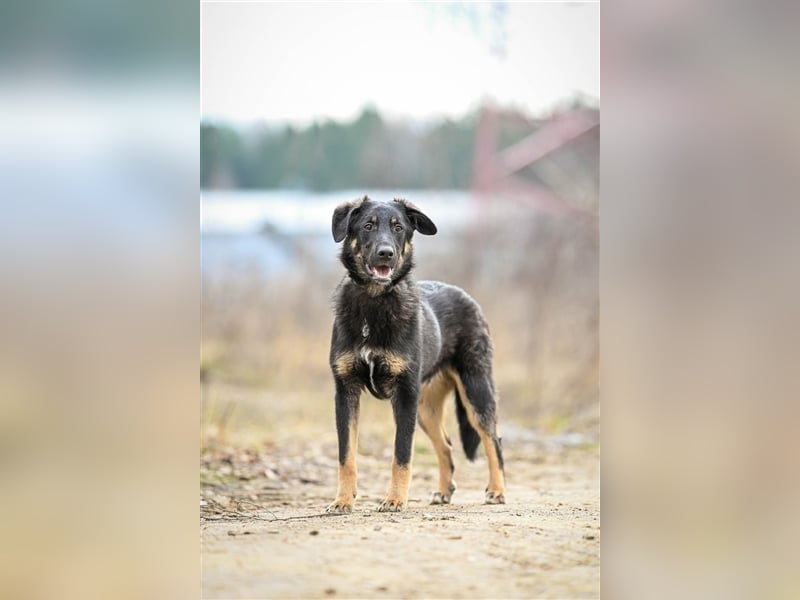 Tierheimhund Simba❤️sucht sein Zuhause