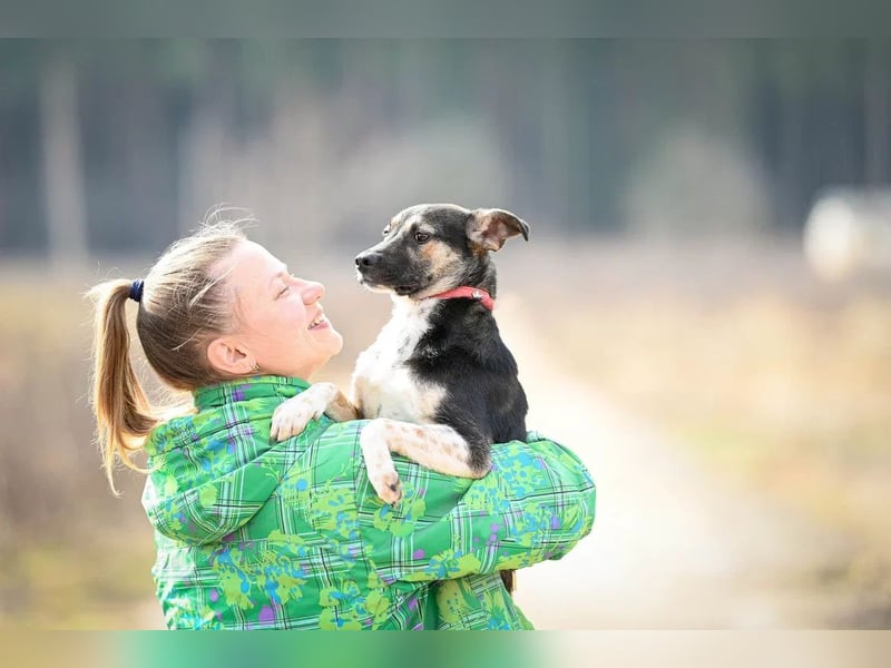 Kleiner Tierschutzhund Johnny❤️(2 J.) sucht Pflege- oder Endstelle