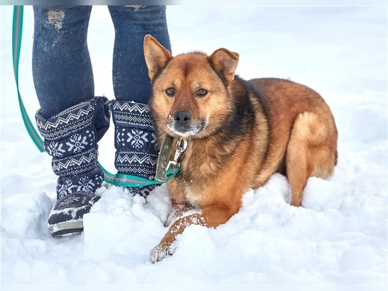 Bobby ❤️ menschenbezogenes Dreibeinchen sucht seine Menschen