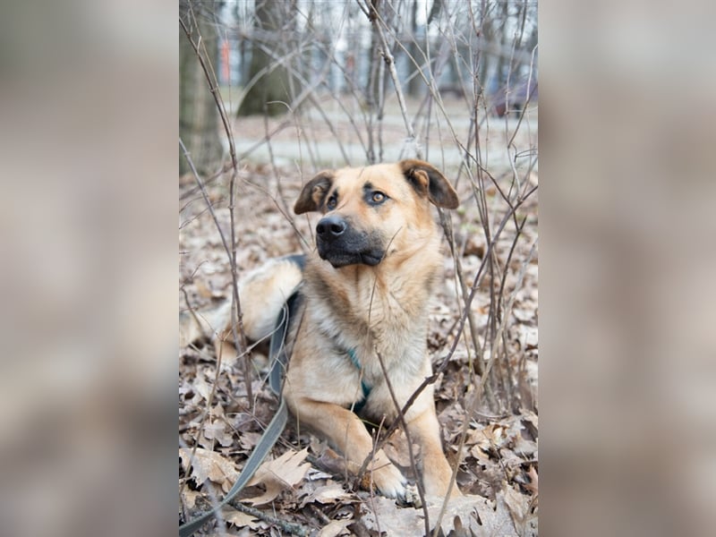 Garry❤️verschmuster Traumhund sucht seine Familie