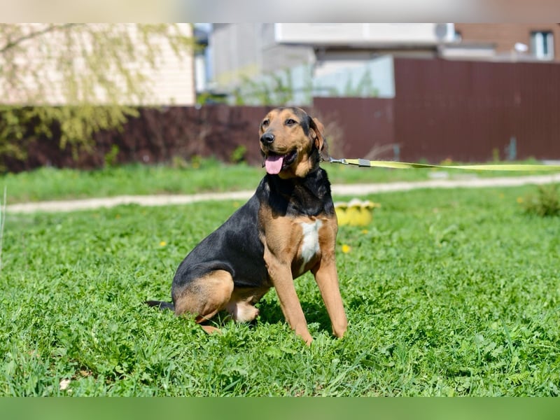 Sanfter Rüde Amond❤️sucht liebevolles Zuhause