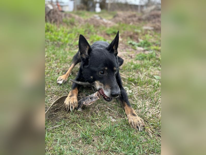 Wo darf Hundeopi Lisiao❤️seinen Lebensabend genießen?