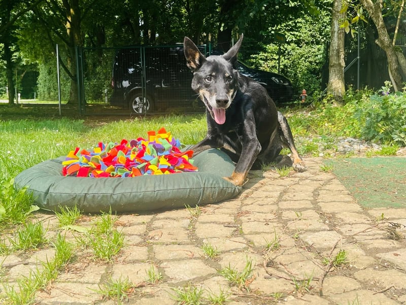 Misha ❤️ Hundeopi mit schwerem Schicksal sucht Geborgenheit