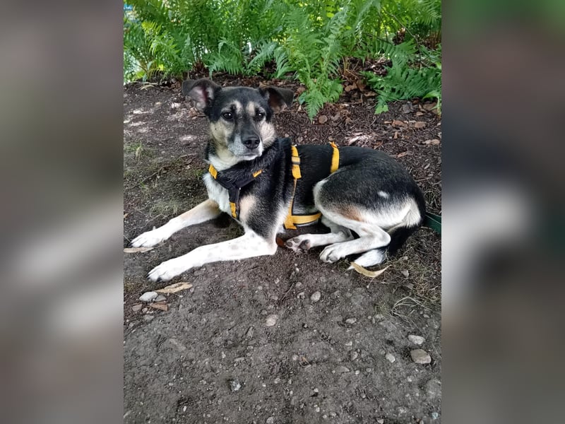 Kleiner sanfter Tierschutzhund Johnny ❤️ in 82152 Krailling