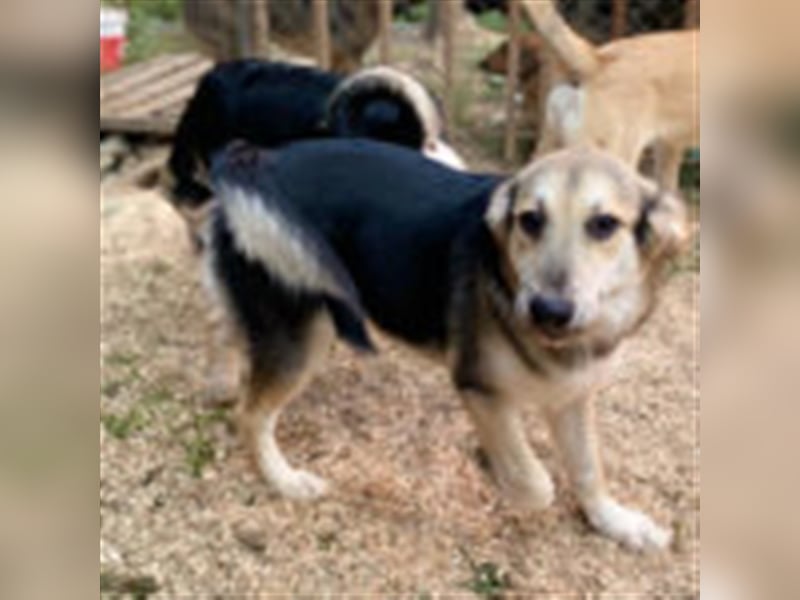 Charlie ❤️  verspielter Rüde sucht ein Zuhause
