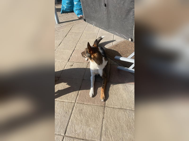 Barneby❤️befindet sich derzeit auf einer Pflegestelle in 83538 Pfaffing