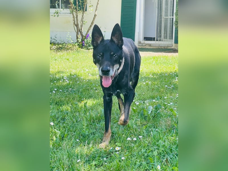 Misha ❤️ Hundeopi mit schwerem Schicksal sucht Geborgenheit