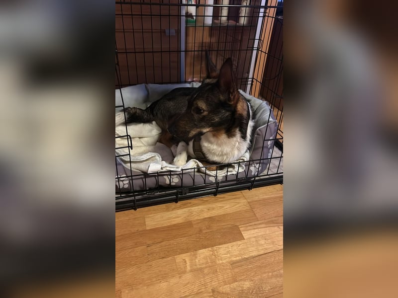 Barneby ❤️ - kleiner Pechvogel mit großem Herz sucht sein Für-immer-Zuhause