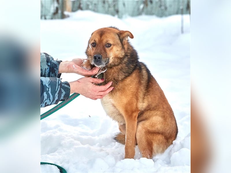 Bobby ❤️ menschenbezogenes Dreibeinchen sucht seine Menschen