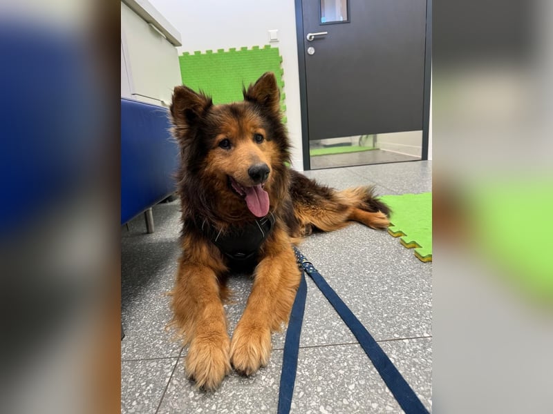 Sanfter Hundejunge Mishka in 72813 St. Johann sucht liebevolles Zuhause