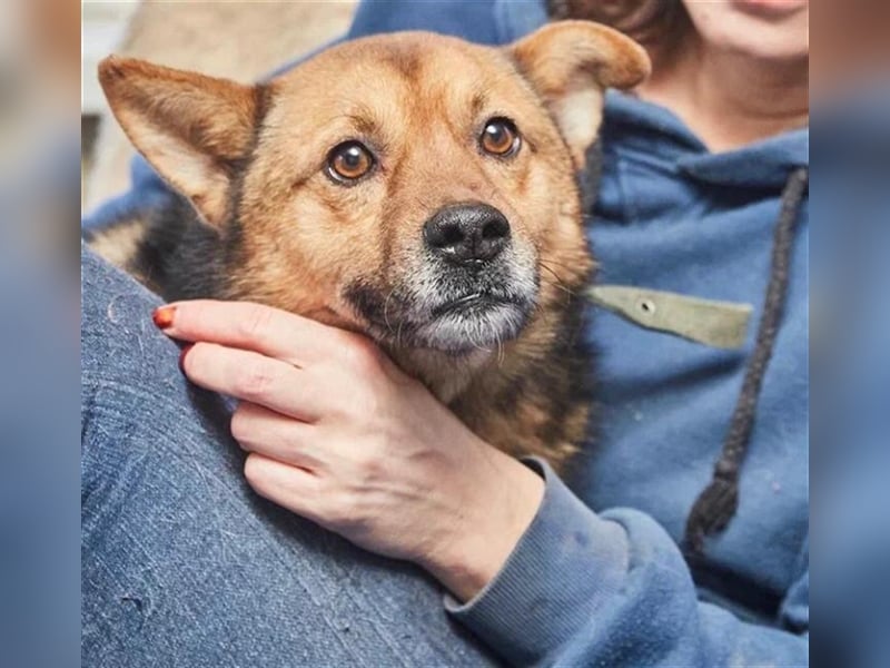 Bobby ❤️ menschenbezogenes Dreibeinchen sucht seine Menschen