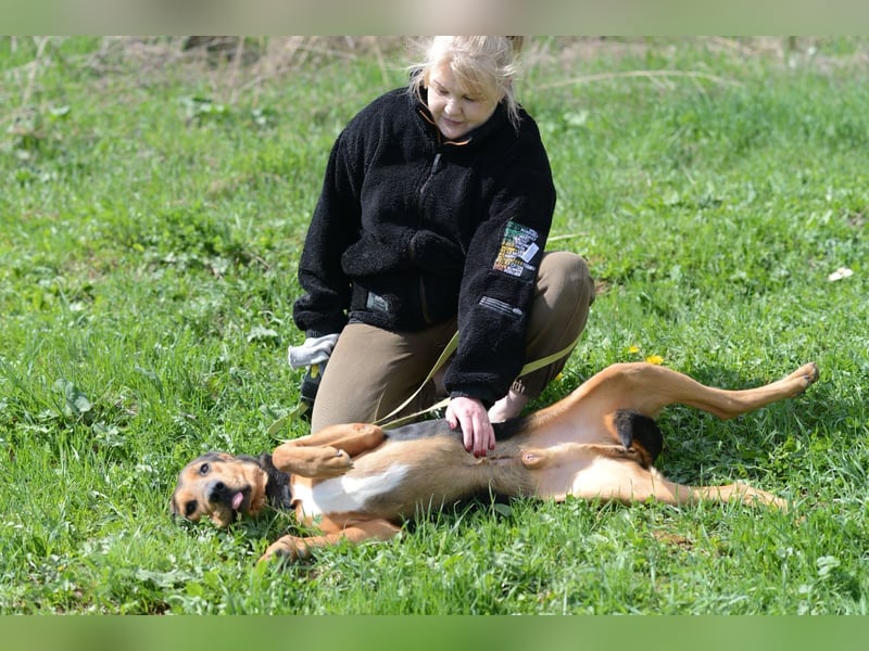Sanfter Rüde Amond❤️sucht liebevolles Zuhause