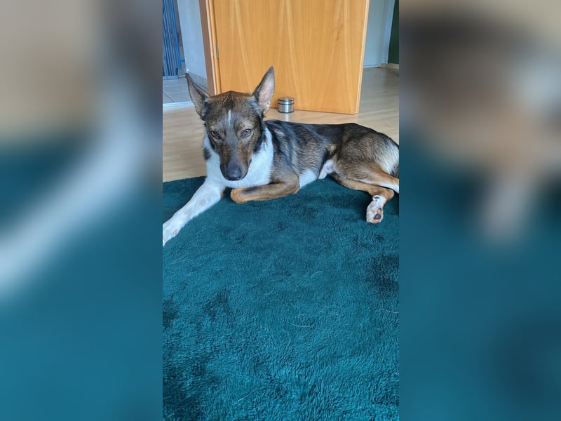 Barneby ❤️ - kleiner Pechvogel mit großem Herz sucht sein Für-immer-Zuhause