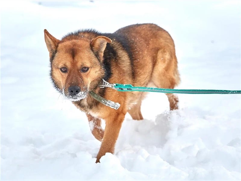 Bobby ❤️ menschenbezogenes Dreibeinchen sucht seine Menschen