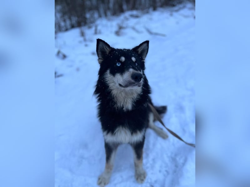 Bezaubernder Tierschutzhund Artek❤️sucht Pflege- oder Endstelle in liebevollem Zuhause