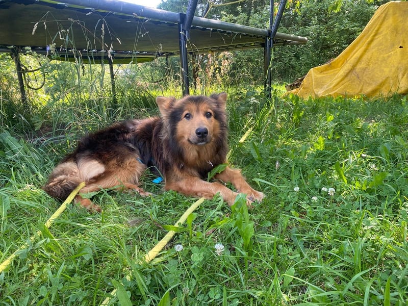 Sanfter Hundejunge Mishka in 72813 St. Johann sucht liebevolles Zuhause