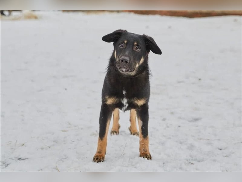 Tierheimhund Simba❤️sucht sein Zuhause