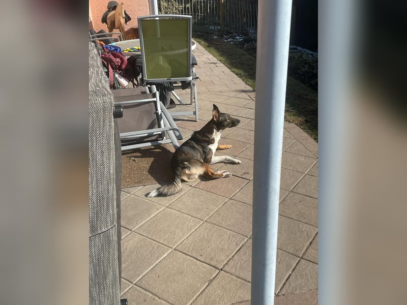 Barneby❤️befindet sich derzeit auf einer Pflegestelle in 83538 Pfaffing