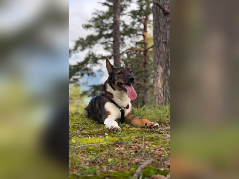 Barneby❤️befindet sich derzeit auf einer Pflegestelle in 83538 Pfaffing