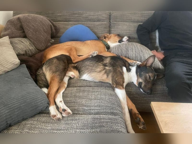 Barneby❤️befindet sich derzeit auf einer Pflegestelle in 83538 Pfaffing