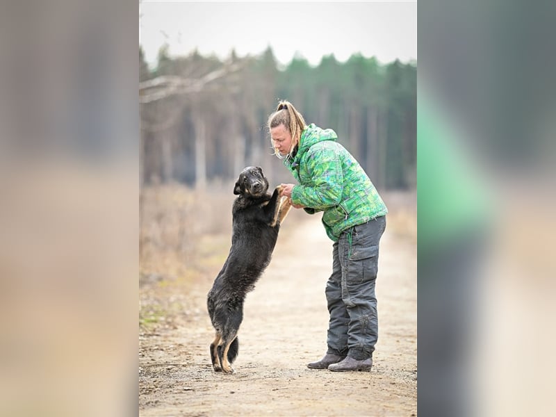 Tierheimhund Simba❤️sucht sein Zuhause