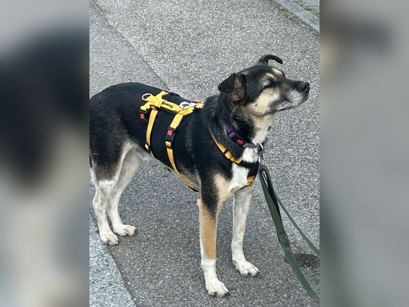 Kleiner sanfter Tierschutzhund Johnny ❤️ in 82152 Krailling