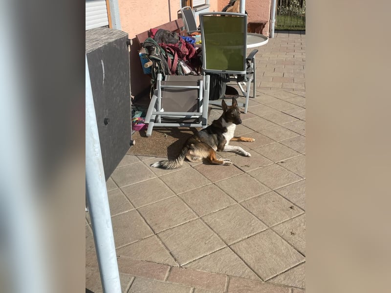 Barneby❤️befindet sich derzeit auf einer Pflegestelle in 83538 Pfaffing
