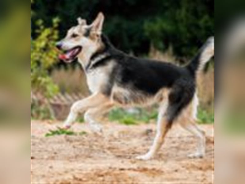 Charlie ❤️  verspielter Rüde sucht ein Zuhause