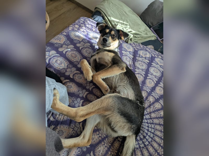 Freundlicher Pechvogel Vidi❤️in 83342 Peterskirchen sucht neues Zuhause