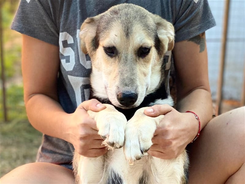 Charlie ❤️  verspielter Rüde sucht ein Zuhause