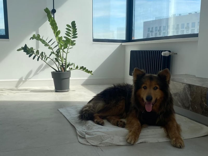 Sanfter Hundejunge Mishka in 72813 St. Johann sucht liebevolles Zuhause