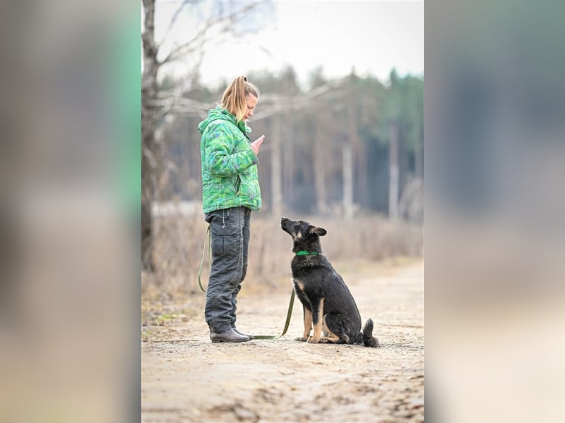 Tierheimhund Simba❤️sucht sein Zuhause