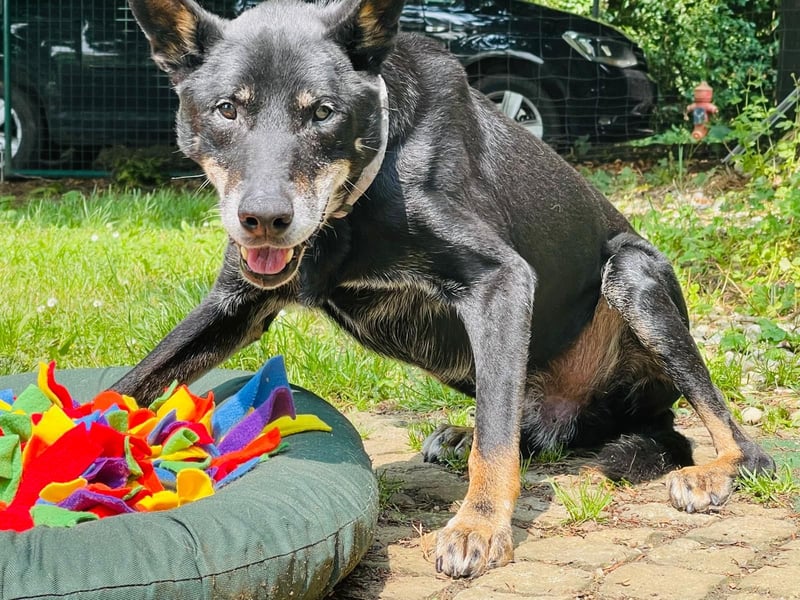 Misha ❤️ Hundeopi mit schwerem Schicksal sucht Geborgenheit