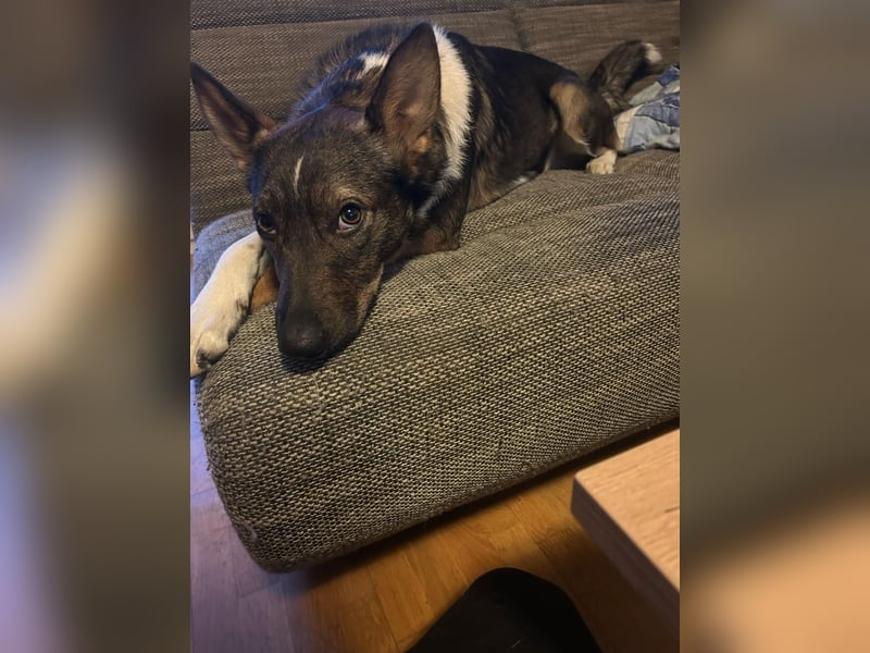 Barneby ❤️ - kleiner Pechvogel mit großem Herz sucht sein Für-immer-Zuhause