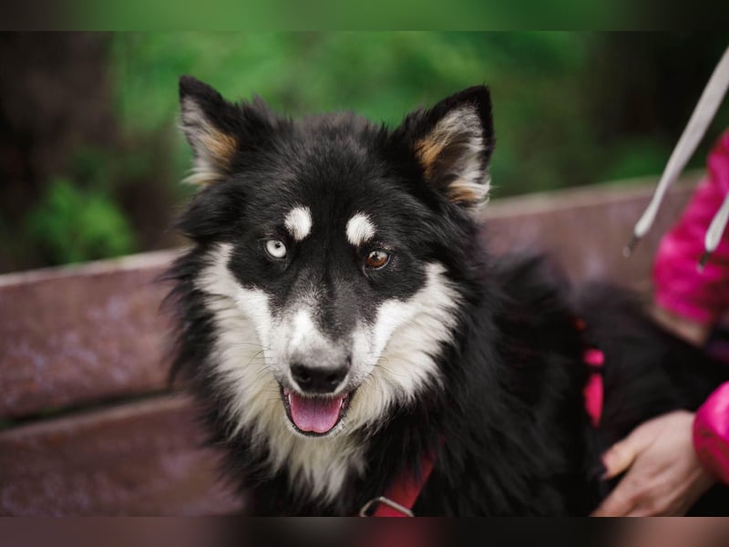Bezaubernder Tierschutzhund Artek❤️sucht Pflege- oder Endstelle in liebevollem Zuhause