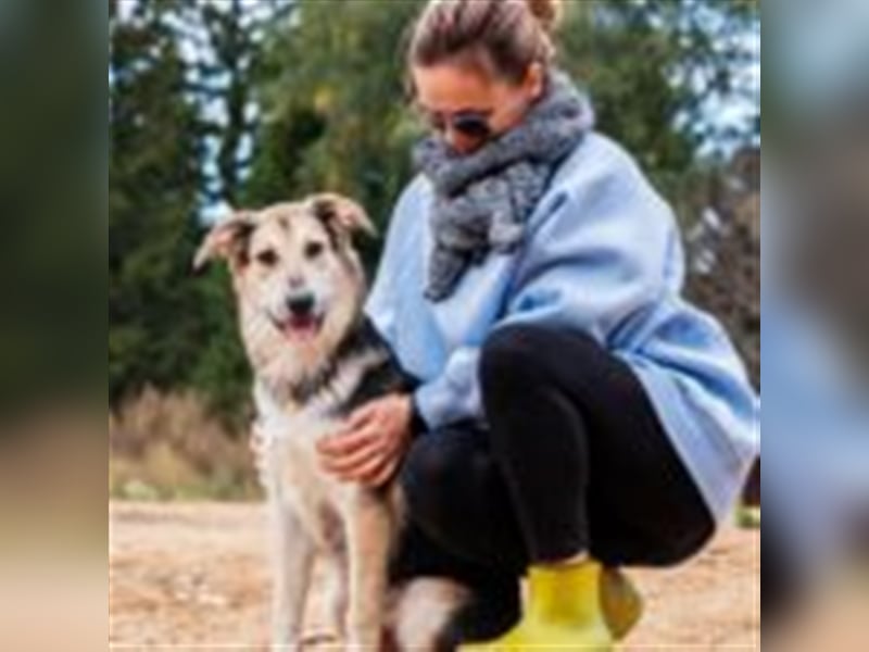 Charlie ❤️  verspielter Rüde sucht ein Zuhause