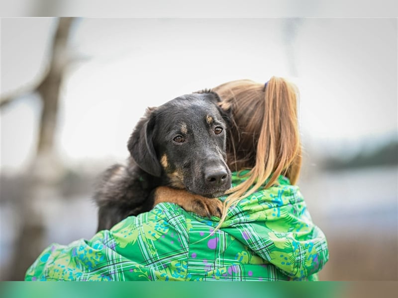 Tierheimhund Simba❤️sucht sein Zuhause
