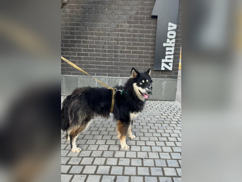 Bezaubernder Tierschutzhund Artek❤️sucht Pflege- oder Endstelle in liebevollem Zuhause