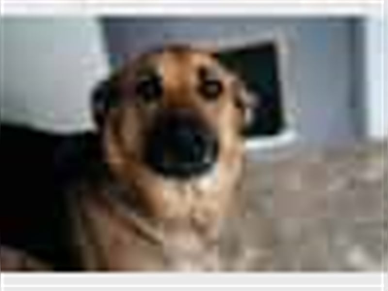 Garry❤️verschmuster Traumhund sucht seine Familie