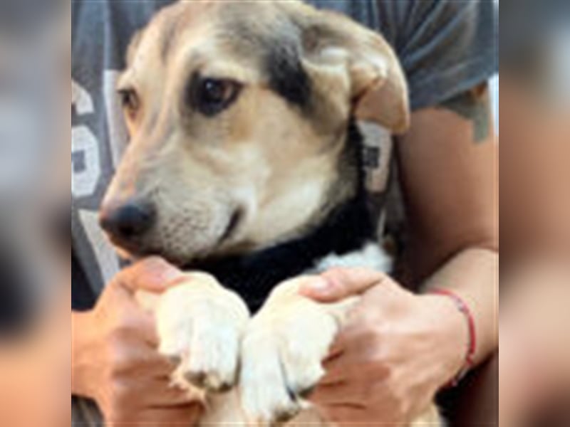 Charlie ❤️  verspielter Rüde sucht ein Zuhause