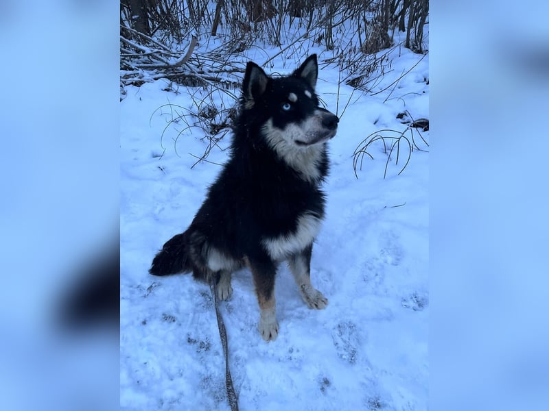 Bezaubernder Tierschutzhund Artek❤️sucht Pflege- oder Endstelle in liebevollem Zuhause