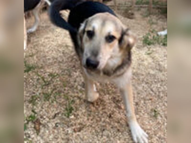 Charlie ❤️  verspielter Rüde sucht ein Zuhause