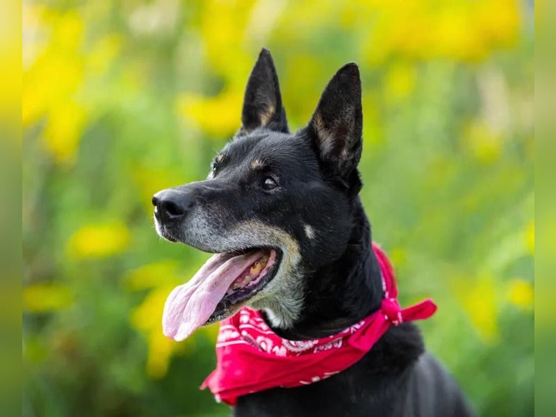 Wo darf Hundeopi Lisiao❤️seinen Lebensabend genießen?