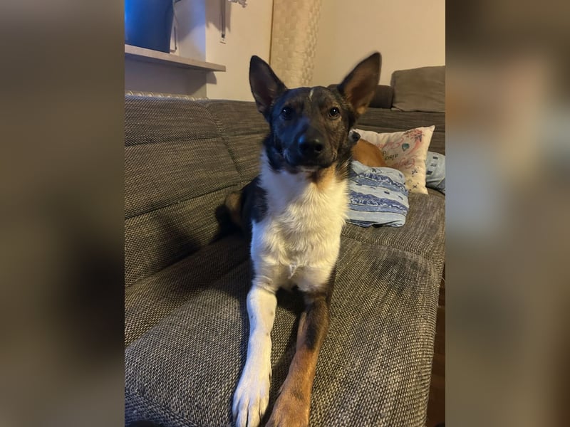 Barneby ❤️ - kleiner Pechvogel mit großem Herz sucht sein Für-immer-Zuhause